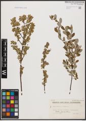 Foto von Salix aurita L. x Salix repens L.